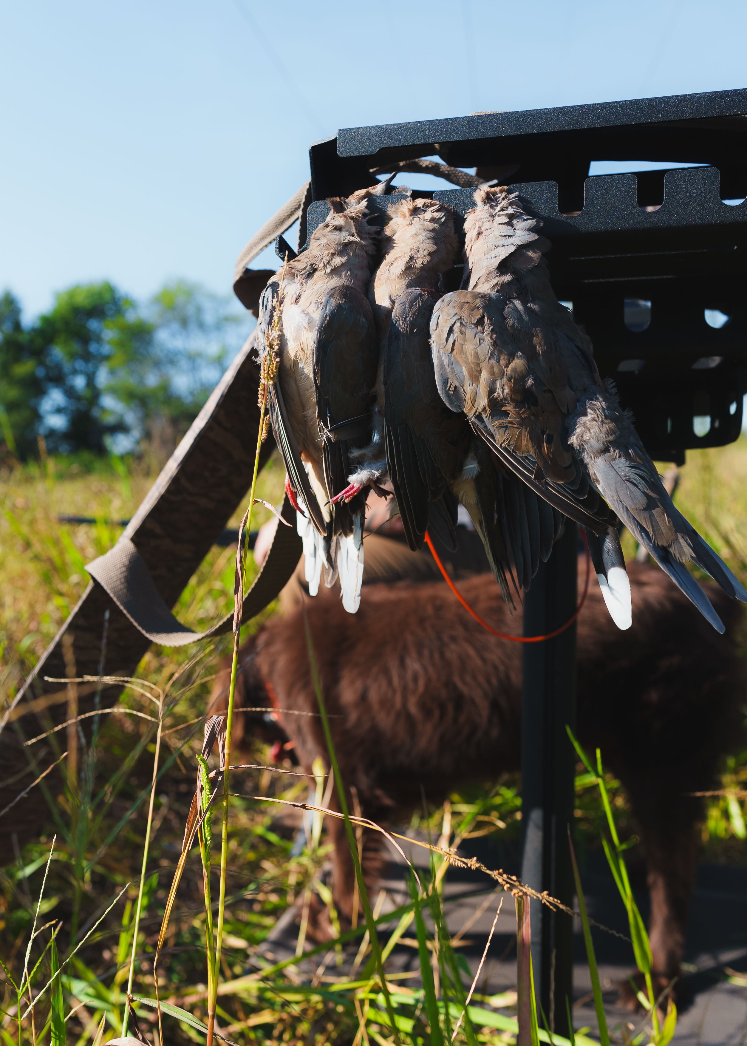 Boar Hog Field Stand Max